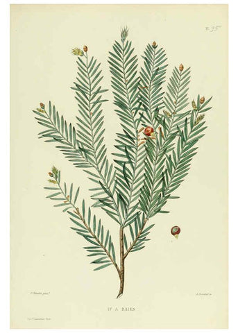 Reproducción/Reproduction 6069975382: Nouvelle iconographie fourragère. Atlas. Paris :P. Asselin,1871