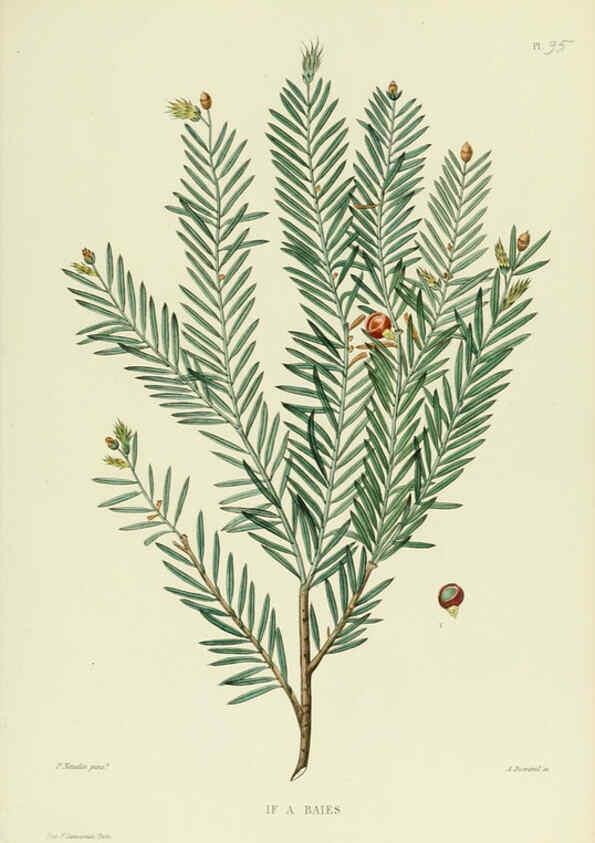 Reproducción/Reproduction 6069975382: Nouvelle iconographie fourragère. Atlas. Paris :P. Asselin,1871