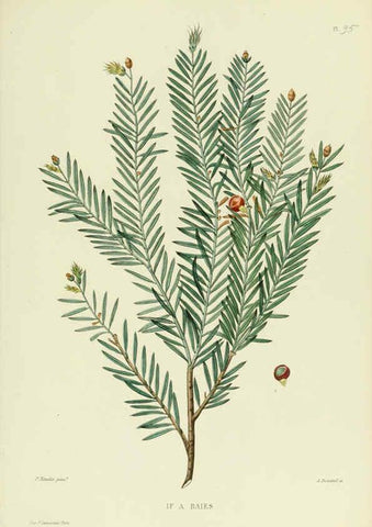 Reproducción/Reproduction 6069975382: Nouvelle iconographie fourragère. Atlas. Paris :P. Asselin,1871