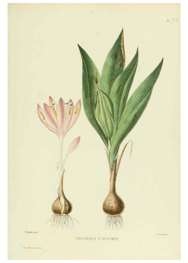 Reproducción/Reproduction 6069429249: Nouvelle iconographie fourragère. Atlas. Paris :P. Asselin,1871