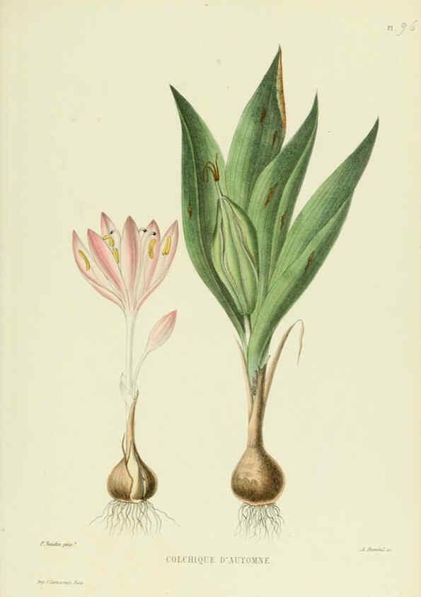 Reproducción/Reproduction 6069429249: Nouvelle iconographie fourragère. Atlas. Paris :P. Asselin,1871