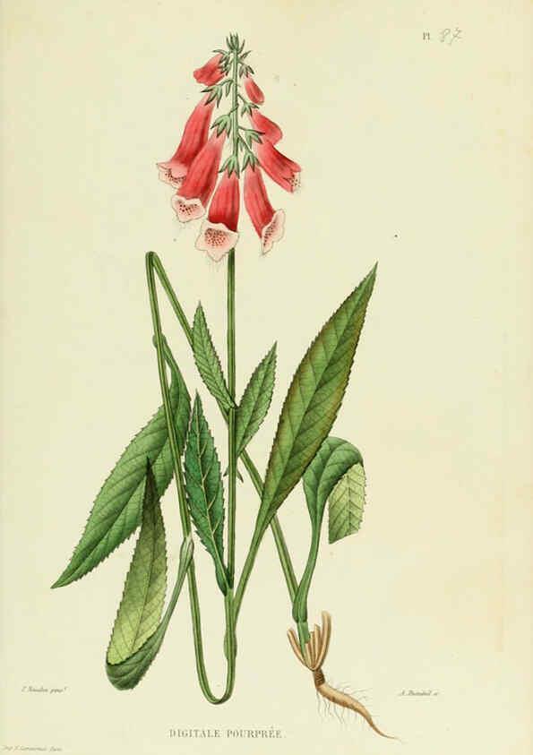 Reproducción/Reproduction 6069425609: Nouvelle iconographie fourragère. Atlas. Paris :P. Asselin,1871