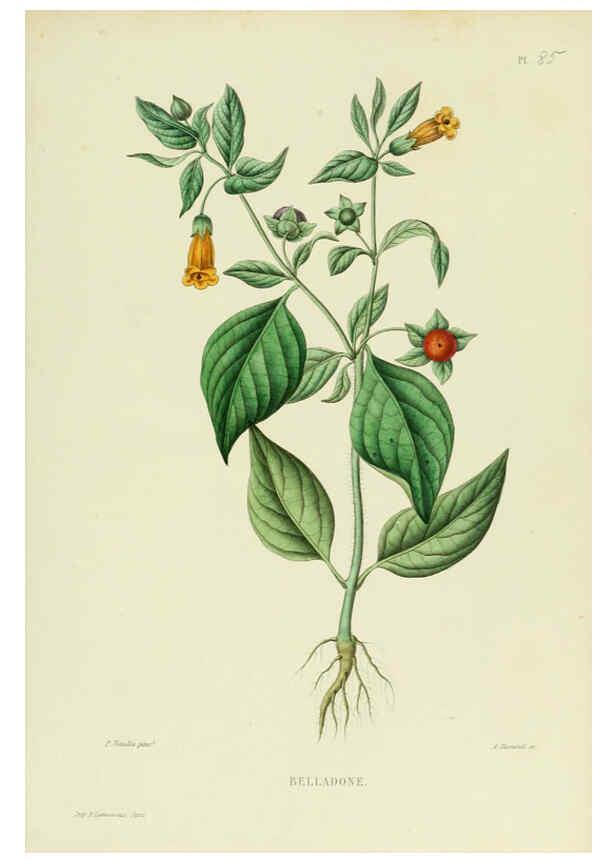 Reproducción/Reproduction 6069971302: Nouvelle iconographie fourragère. Atlas. Paris :P. Asselin,1871