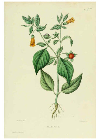 Reproducción/Reproduction 6069971302: Nouvelle iconographie fourragère. Atlas. Paris :P. Asselin,1871