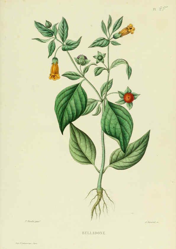 Reproducción/Reproduction 6069971302: Nouvelle iconographie fourragère. Atlas. Paris :P. Asselin,1871