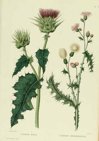 Reproducción/Reproduction 6069964772: Nouvelle iconographie fourragère. Atlas. Paris :P. Asselin,1871