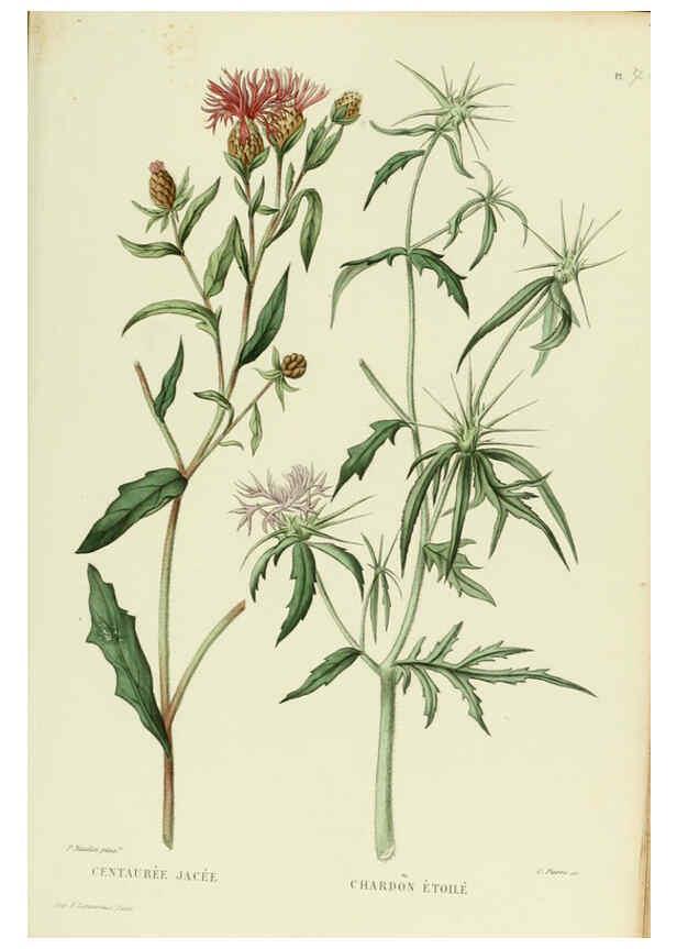 Reproducción/Reproduction 6069418571: Nouvelle iconographie fourragère. Atlas. Paris :P. Asselin,1871
