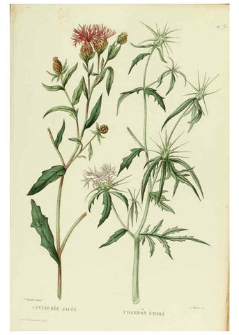 Reproducción/Reproduction 6069418571: Nouvelle iconographie fourragère. Atlas. Paris :P. Asselin,1871