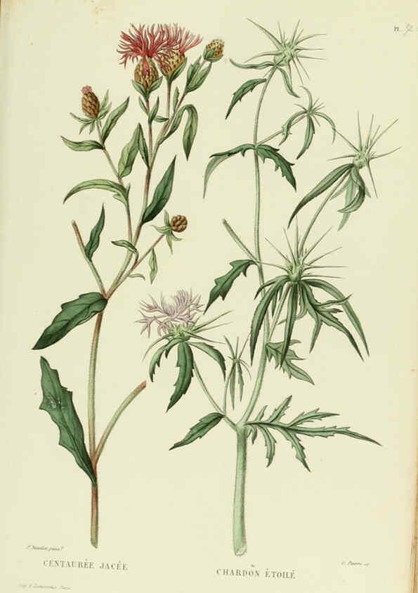 Reproducción/Reproduction 6069418571: Nouvelle iconographie fourragère. Atlas. Paris :P. Asselin,1871