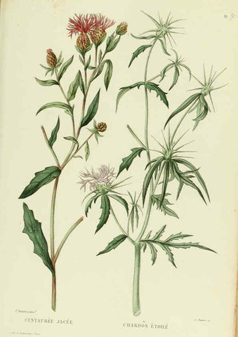 Reproducción/Reproduction 6069418571: Nouvelle iconographie fourragère. Atlas. Paris :P. Asselin,1871