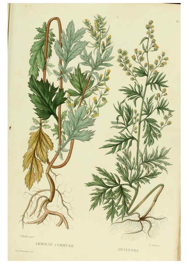Reproducción/Reproduction 6069419807: Nouvelle iconographie fourragère. Atlas. Paris :P. Asselin,1871