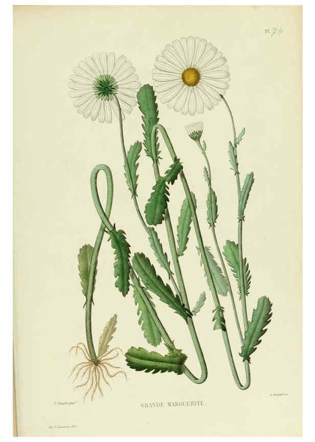 Reproducción/Reproduction 6069420243: Nouvelle iconographie fourragère. Atlas. Paris :P. Asselin,1871