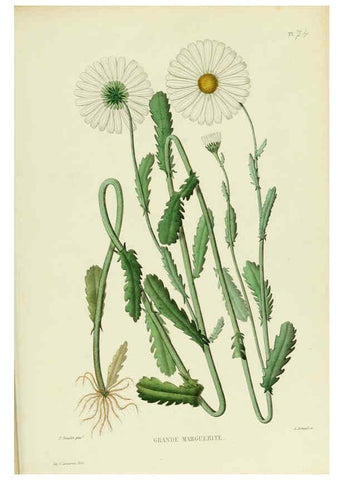 Reproducción/Reproduction 6069420243: Nouvelle iconographie fourragère. Atlas. Paris :P. Asselin,1871