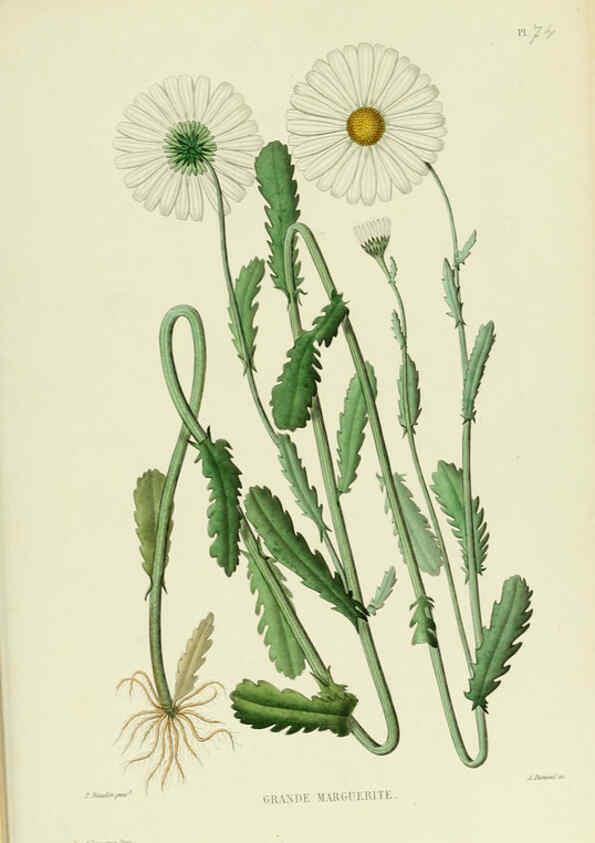 Reproducción/Reproduction 6069420243: Nouvelle iconographie fourragère. Atlas. Paris :P. Asselin,1871