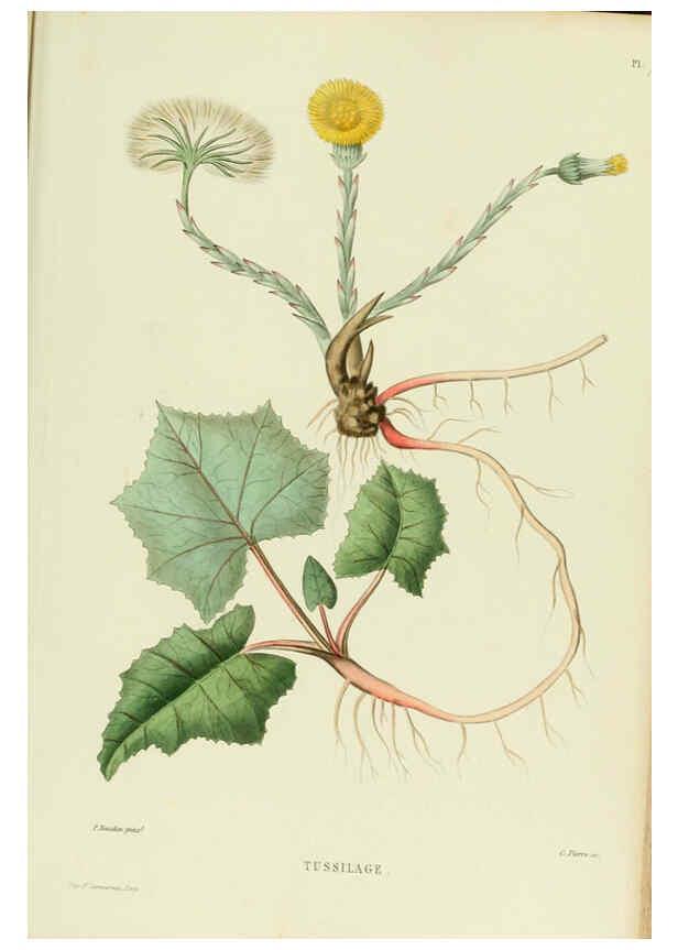 Reproducción/Reproduction 6069967746: Nouvelle iconographie fourragère. Atlas. Paris :P. Asselin,1871