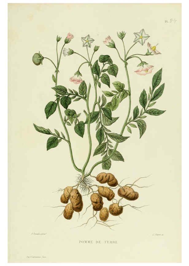 Reproducción/Reproduction 6069970872: Nouvelle iconographie fourragère. Atlas. Paris :P. Asselin,1871