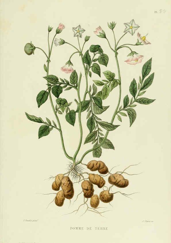 Reproducción/Reproduction 6069970872: Nouvelle iconographie fourragère. Atlas. Paris :P. Asselin,1871
