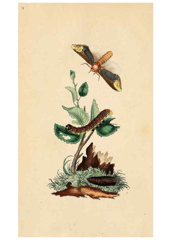 Reproducción/Reproduction 6069982937: The natural history of British insects. v.1. London :Printed for the author, and for F. and C. Rivington,1792-1813