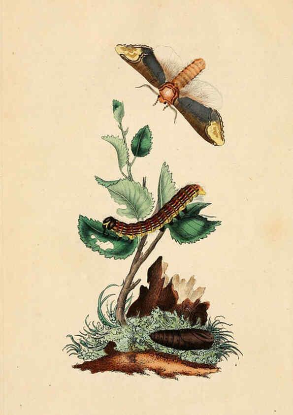 Reproducción/Reproduction 6069982937: The natural history of British insects. v.1. London :Printed for the author, and for F. and C. Rivington,1792-1813