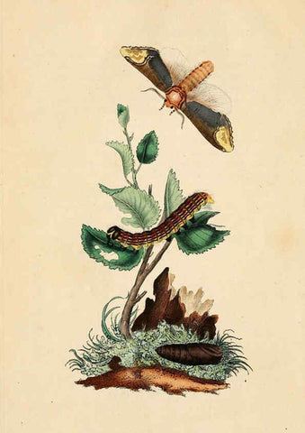 Reproducción/Reproduction 6069982937: The natural history of British insects. v.1. London :Printed for the author, and for F. and C. Rivington,1792-1813