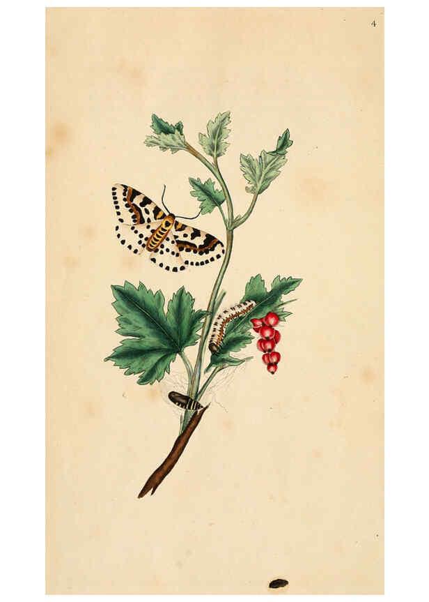 Reproducción/Reproduction 6070529964: The natural history of British insects. v.1. London :Printed for the author, and for F. and C. Rivington,1792-1813