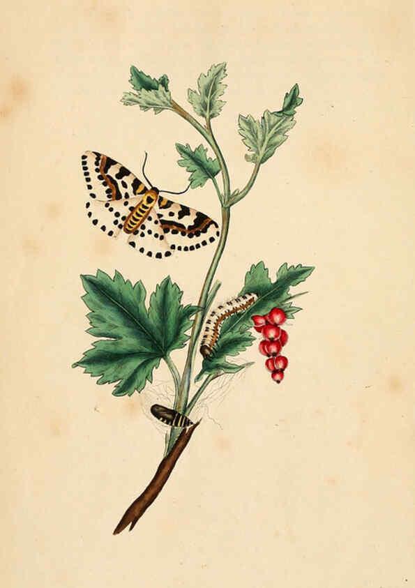 Reproducción/Reproduction 6070529964: The natural history of British insects. v.1. London :Printed for the author, and for F. and C. Rivington,1792-1813