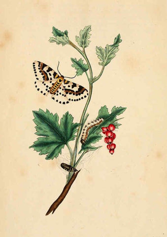 Reproducción/Reproduction 6070529964: The natural history of British insects. v.1. London :Printed for the author, and for F. and C. Rivington,1792-1813