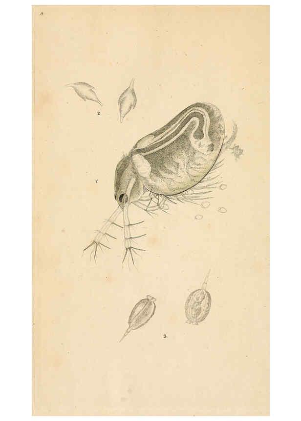 Reproducción/Reproduction 6069983571: The natural history of British insects. v.1. London :Printed for the author, and for F. and C. Rivington,1792-1813
