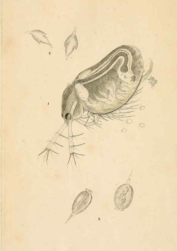 Reproducción/Reproduction 6069983571: The natural history of British insects. v.1. London :Printed for the author, and for F. and C. Rivington,1792-1813