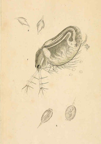 Reproducción/Reproduction 6069983571: The natural history of British insects. v.1. London :Printed for the author, and for F. and C. Rivington,1792-1813