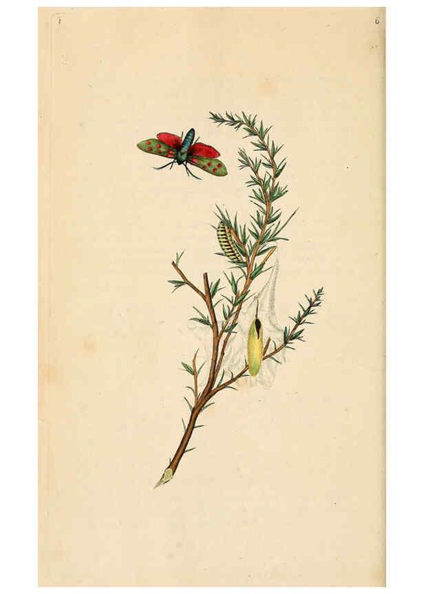 Reproducción/Reproduction 6069983973: The natural history of British insects. v.1. London :Printed for the author, and for F. and C. Rivington,1792-1813