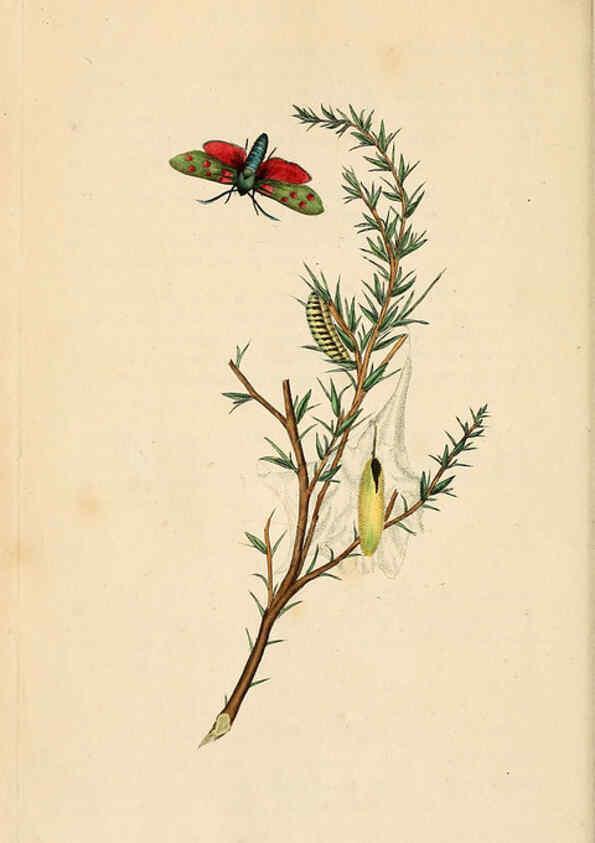 Reproducción/Reproduction 6069983973: The natural history of British insects. v.1. London :Printed for the author, and for F. and C. Rivington,1792-1813