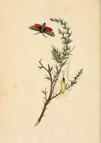 Reproducción/Reproduction 6069983973: The natural history of British insects. v.1. London :Printed for the author, and for F. and C. Rivington,1792-1813