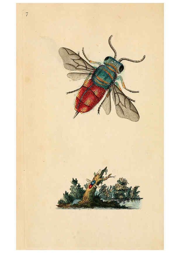 Reproducción/Reproduction 6069984419: The natural history of British insects. v.1. London :Printed for the author, and for F. and C. Rivington,1792-1813