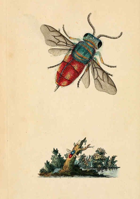 Reproducción/Reproduction 6069984419: The natural history of British insects. v.1. London :Printed for the author, and for F. and C. Rivington,1792-1813