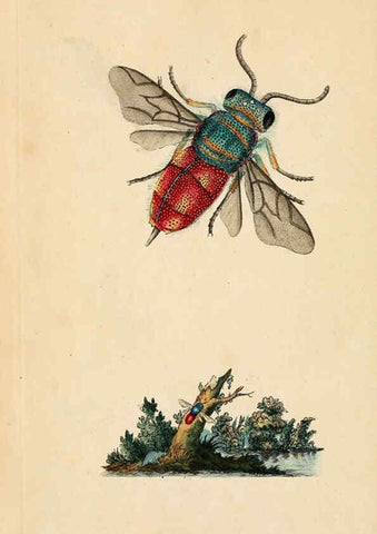 Reproducción/Reproduction 6069984419: The natural history of British insects. v.1. London :Printed for the author, and for F. and C. Rivington,1792-1813
