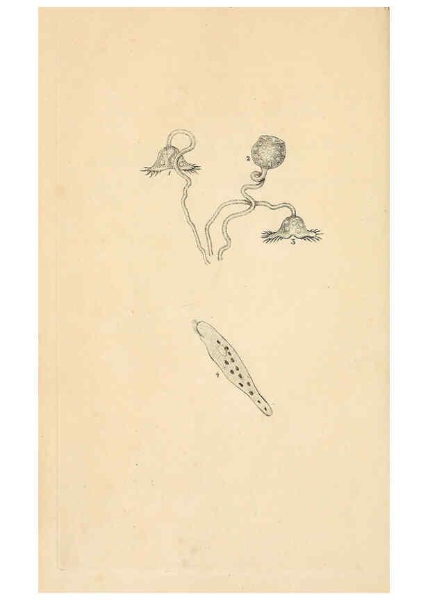 Reproducción/Reproduction 6069985211: The natural history of British insects. v.1. London :Printed for the author, and for F. and C. Rivington,1792-1813