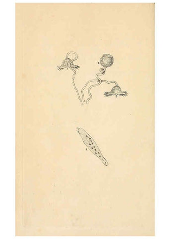Reproducción/Reproduction 6069985211: The natural history of British insects. v.1. London :Printed for the author, and for F. and C. Rivington,1792-1813