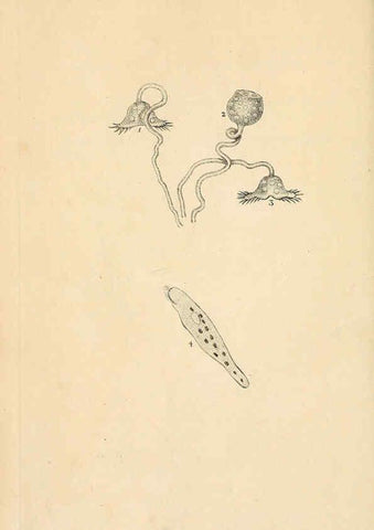Reproducción/Reproduction 6069985211: The natural history of British insects. v.1. London :Printed for the author, and for F. and C. Rivington,1792-1813