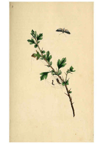 Reproducción/Reproduction 6070532310: The natural history of British insects. v.1. London :Printed for the author, and for F. and C. Rivington,1792-1813