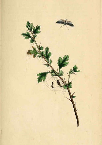 Reproducción/Reproduction 6070532310: The natural history of British insects. v.1. London :Printed for the author, and for F. and C. Rivington,1792-1813