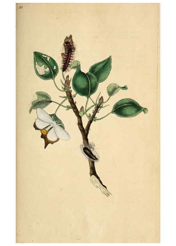 Reproducción/Reproduction 6069986149: The natural history of British insects. v.1. London :Printed for the author, and for F. and C. Rivington,1792-1813