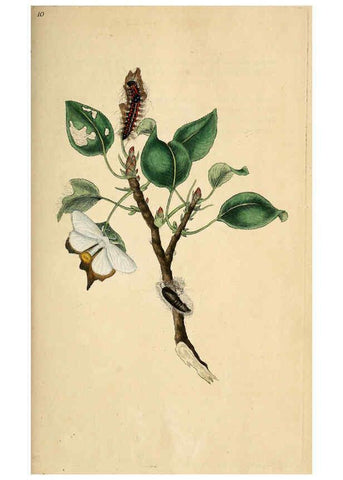 Reproducción/Reproduction 6069986149: The natural history of British insects. v.1. London :Printed for the author, and for F. and C. Rivington,1792-1813