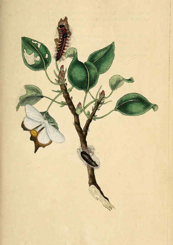 Reproducción/Reproduction 6069986149: The natural history of British insects. v.1. London :Printed for the author, and for F. and C. Rivington,1792-1813