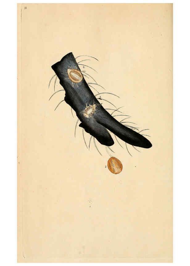 Reproducción/Reproduction 6070533172: The natural history of British insects. v.1. London :Printed for the author, and for F. and C. Rivington,1792-1813