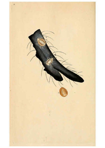 Reproducción/Reproduction 6070533172: The natural history of British insects. v.1. London :Printed for the author, and for F. and C. Rivington,1792-1813