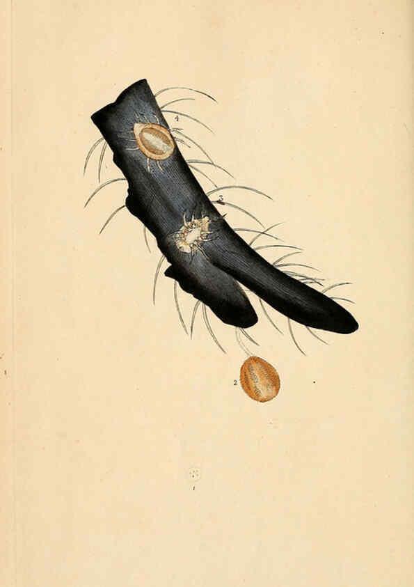 Reproducción/Reproduction 6070533172: The natural history of British insects. v.1. London :Printed for the author, and for F. and C. Rivington,1792-1813