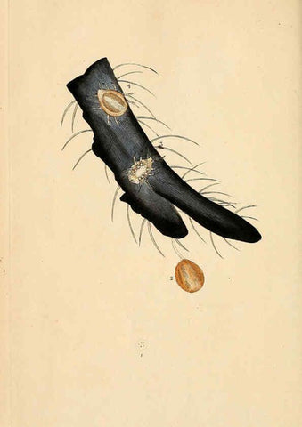Reproducción/Reproduction 6070533172: The natural history of British insects. v.1. London :Printed for the author, and for F. and C. Rivington,1792-1813