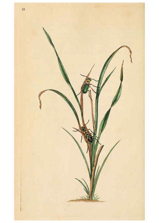 Reproducción/Reproduction 6069987049: The natural history of British insects. v.1. London :Printed for the author, and for F. and C. Rivington,1792-1813