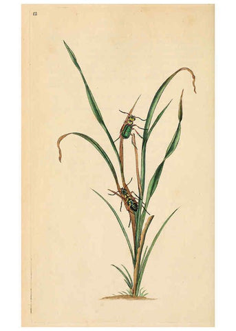 Reproducción/Reproduction 6069987049: The natural history of British insects. v.1. London :Printed for the author, and for F. and C. Rivington,1792-1813